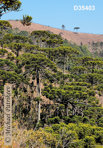 Candelabra Tree (Araucaria angustifolia)